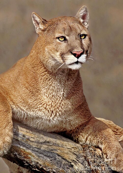 Dave Welling Greeting Card featuring the photograph Mountain Lion Portrait Vertical by Dave Welling