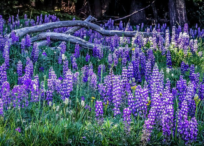  Greeting Card featuring the photograph Mountain Lupine by Laura Terriere