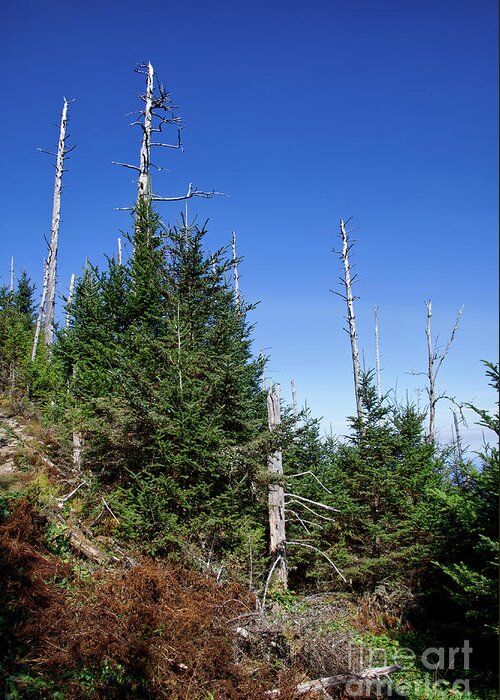 Balsam Woolly Adelgid Greeting Card featuring the photograph Mountain Pines by Phil Perkins