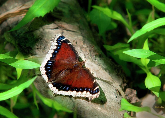 Butterfly Greeting Card featuring the photograph Mourning Cloak Butterfly by Christina Rollo
