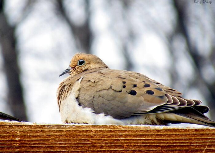 Mourning Dove Greeting Card featuring the photograph Mourning Dove Perched by Amy Hosp