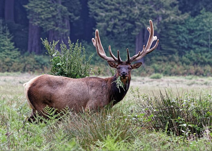 Kj Swan Mammals Greeting Card featuring the photograph Mouthful - Roosevelt Elk, Redwood National Park by KJ Swan