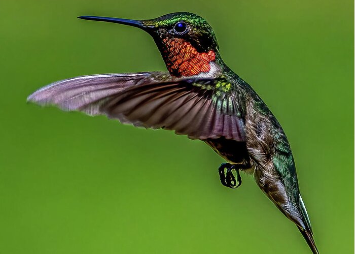 Animal Greeting Card featuring the photograph Mr. Hummingbird by Brian Shoemaker