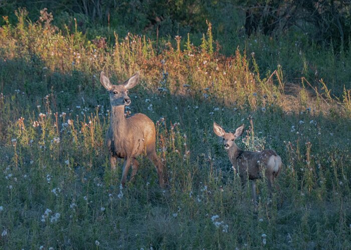 Deer Greeting Card featuring the photograph Mule Deer Doe And Fawn by Phil And Karen Rispin
