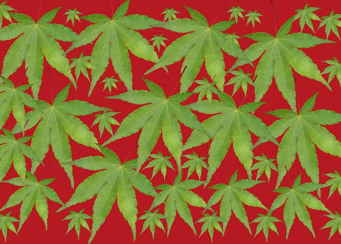 Pop Art Greeting Card featuring the photograph Multi Leaf on Red by Steve Ladner