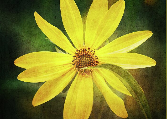 Sunflower Greeting Card featuring the photograph Mum's the Word - Lemon Queen Sunflower Grunge Style by Anita Pollak