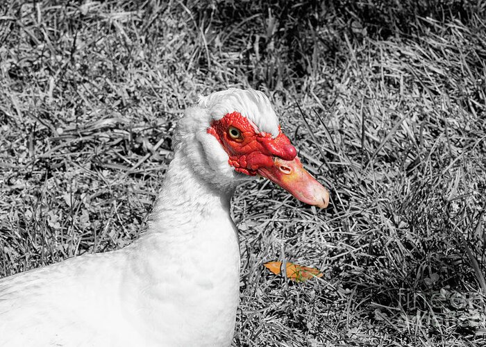 Balabon Village Greeting Card featuring the photograph Muscovy Duck in Kartepe Mountains 4 by Bob Phillips