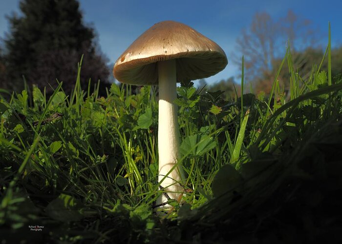 City Park Greeting Card featuring the photograph Mushroom Direction by Richard Thomas