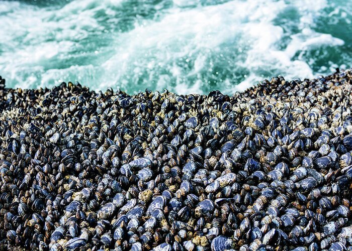 Mussels Sea Greeting Card featuring the photograph Mussels 3 by Pelo Blanco Photo