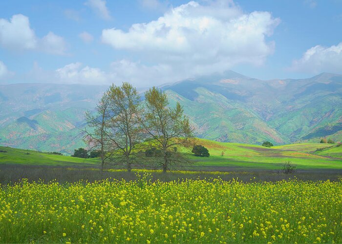 Ojai Greeting Card featuring the photograph Mustard, Mountains and a Trio of Trees by Lindsay Thomson