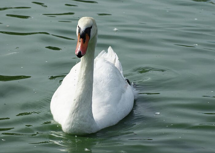  Greeting Card featuring the photograph Mute Swan by Heather E Harman