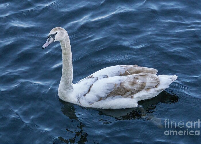 Mute Swan Greeting Card featuring the photograph Mute Swan in Limerick, Ireland by Nancy Gleason