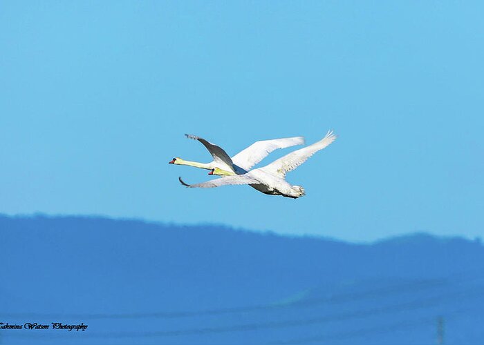 Swans Greeting Card featuring the photograph Mute swans in flight by Tahmina Watson