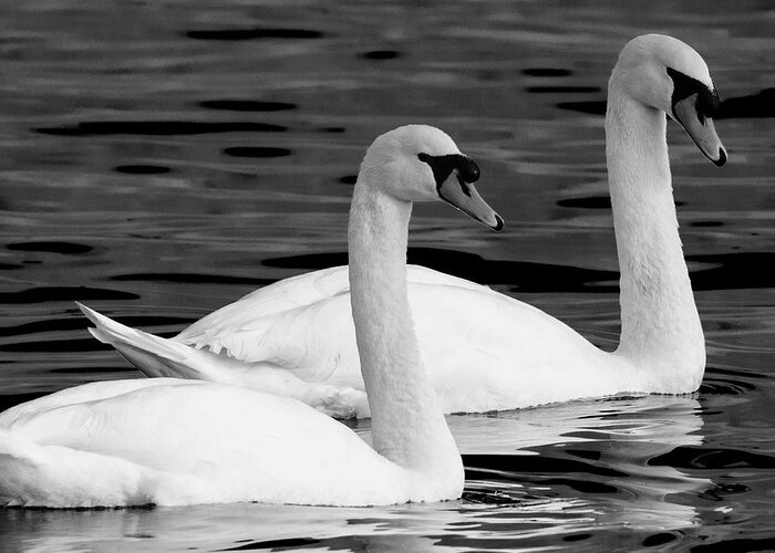 Swans Greeting Card featuring the photograph Mute Swans by Jeffrey PERKINS