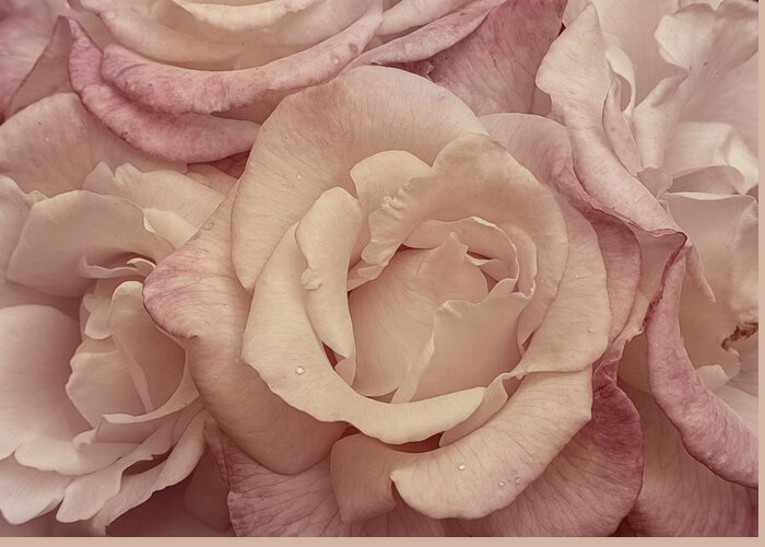 Rose Greeting Card featuring the photograph Muted Roses by Mary Jo Allen