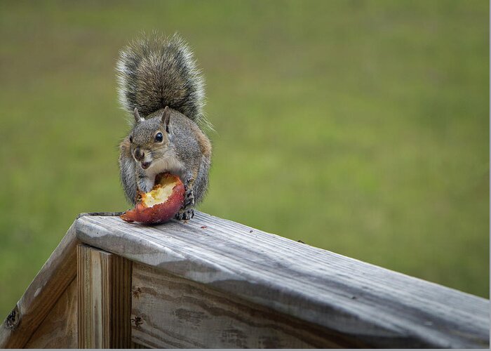 Squirrel Greeting Card featuring the photograph My Apple by M Kathleen Warren