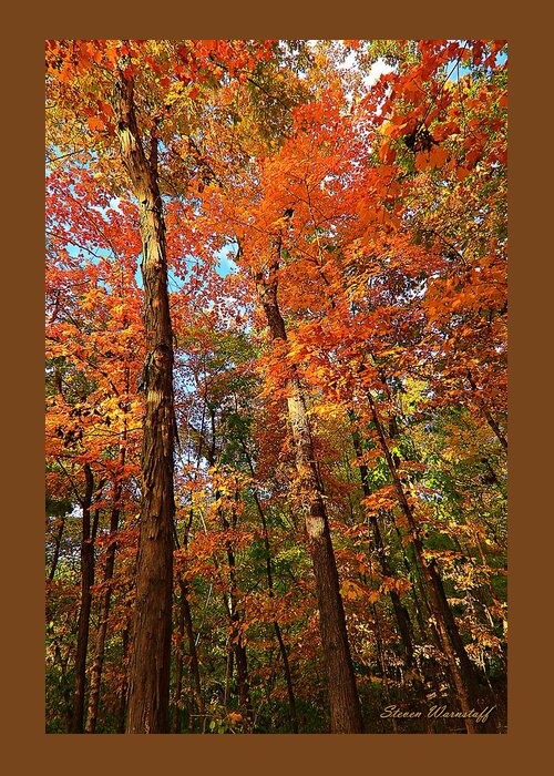 Fall Colors Greeting Card featuring the photograph My Forest by Steve Warnstaff
