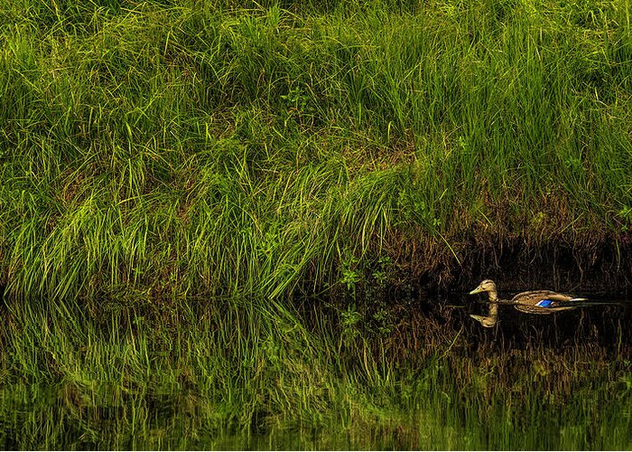Mallard Duck Greeting Card featuring the photograph My Hiding Place by Pamela Dunn-Parrish