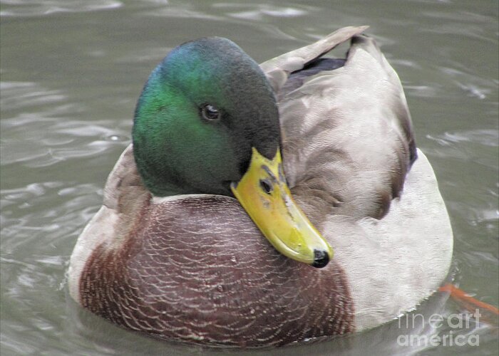 Duck Greeting Card featuring the photograph My Right Side Is My Best Side by Kim Tran
