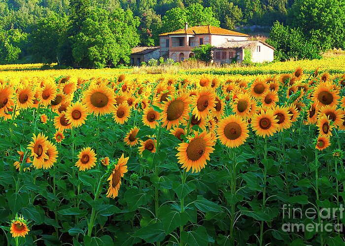 Tuscany Greeting Card featuring the photograph My Tuscany # 11. by Alexander Vinogradov