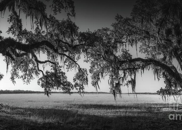 Black And White Greeting Card featuring the photograph Myakka River State Park Prairie, Florida, BW by Liesl Walsh