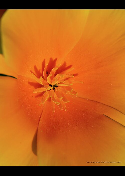 Poppy Greeting Card featuring the photograph Natural Explosion by Ryan Huebel