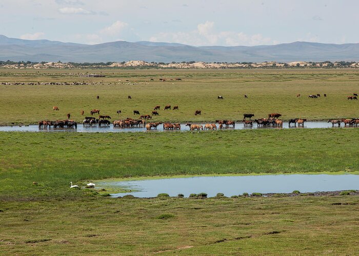 Herders Lifestyle Greeting Card featuring the photograph Nature Mongolia by Bat-Erdene Baasansuren