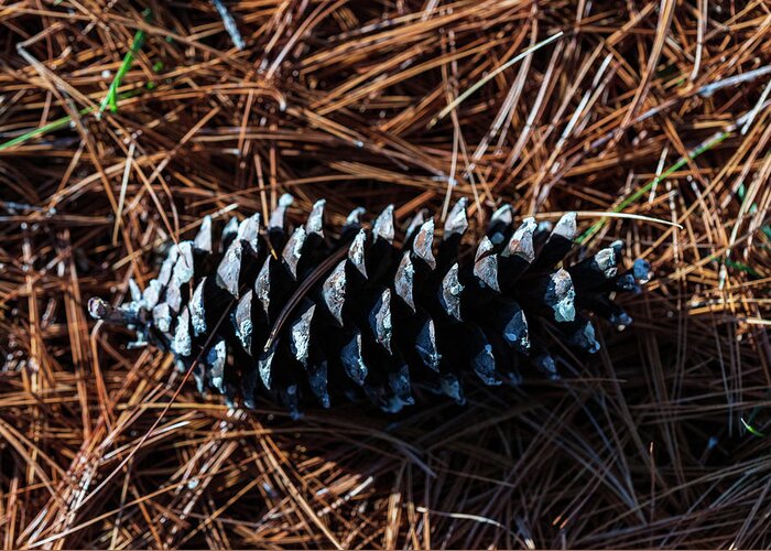 Nature Greeting Card featuring the photograph Nature Photography - Pine Cone 2 by Amelia Pearn