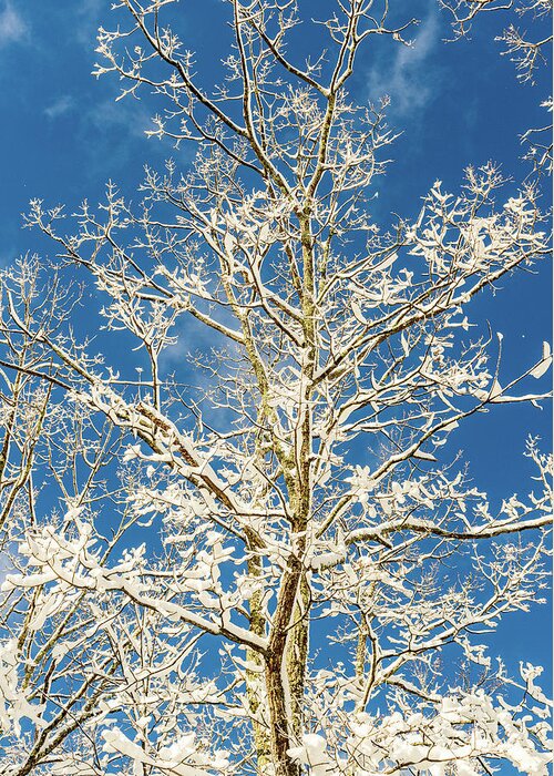 Sky Greeting Card featuring the photograph Nature Photography - Winter Tree by Amelia Pearn