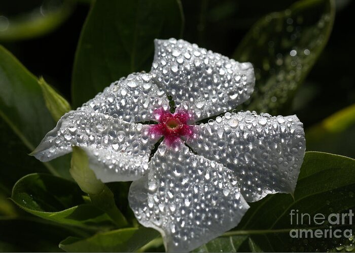 Vinca Periwinkle Greeting Card featuring the photograph Natures Glitter by Joy Watson