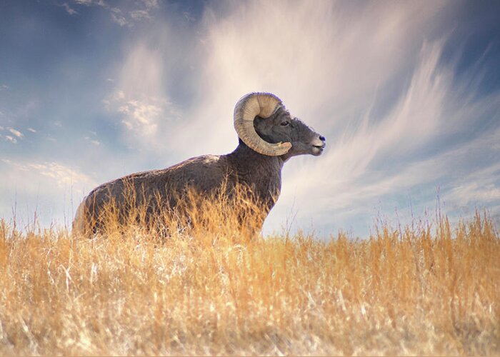 Bighorn Sheep Greeting Card featuring the photograph Nature's Ram by Jerry Cahill