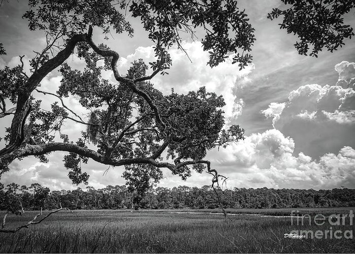 Nature Greeting Card featuring the photograph Natures Serenity In Black and White by DB Hayes
