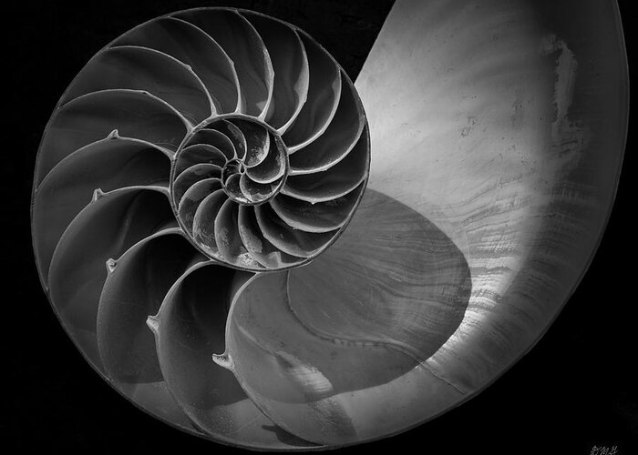 Black And White Greeting Card featuring the photograph Nautilus Shell V BW by David Gordon