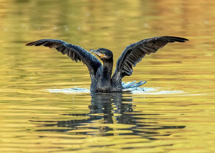 Neotropic Cormorant Greeting Card featuring the photograph Neotropic Cormorant 6671-012021-2 by Tam Ryan