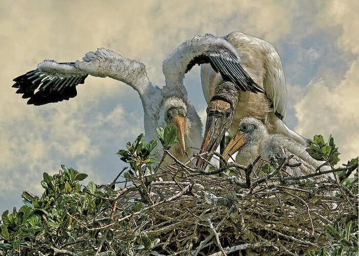 Wood Storks Greeting Card featuring the digital art Nesting Wood Storks Cps by Larry Linton