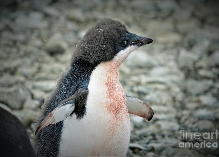 Adelie Penquin Antarctica Greeting Card featuring the photograph New Adelie by Darcy Dietrich