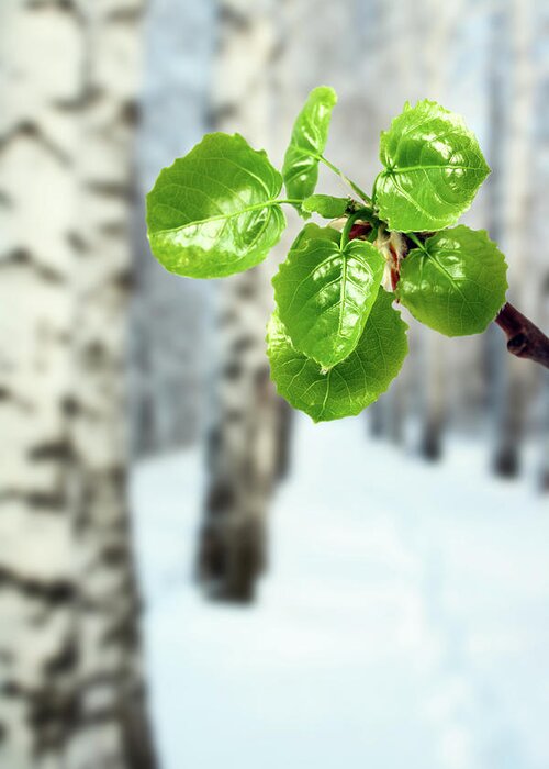 Isolated Greeting Card featuring the photograph New Green Leaves At Winter by Mikhail Kokhanchikov