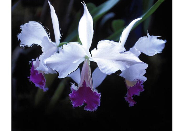 Three Orchids Greeting Card featuring the photograph Night Blooms by Bruce Frank