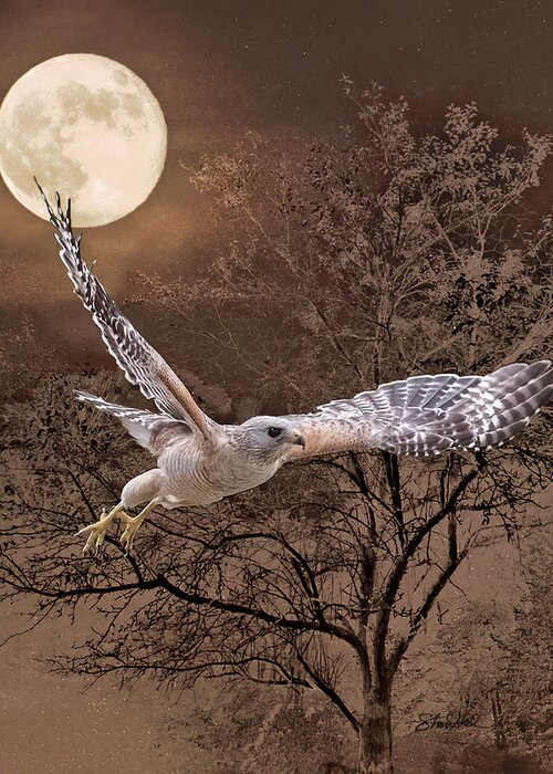 Bird Greeting Card featuring the photograph Night Hawk by Shara Abel
