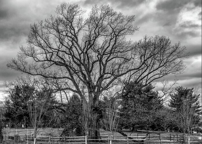Nature Alone Greeting Card featuring the photograph NJ Champion The Brearley Oak by Louis Dallara