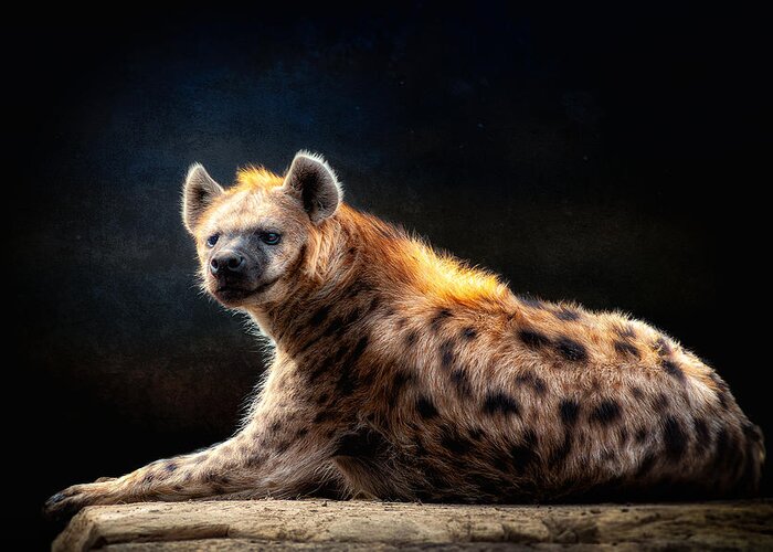 Hyena Greeting Card featuring the digital art No Laughing Matter by Tom Gehrke