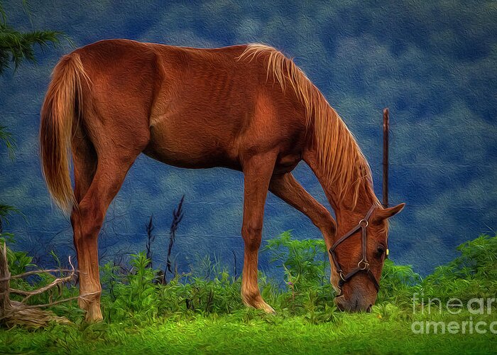 Horse Greeting Card featuring the photograph Northeast Tennessee Farm Country oil painting by Shelia Hunt