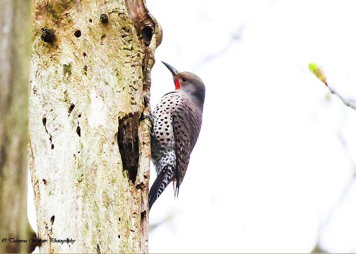 Woodpecker Greeting Card featuring the photograph Northen Flicker by Tahmina Watson