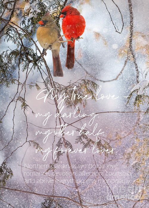 Love Greeting Card featuring the photograph Northern Cardinal Love Story by Sandra Rust