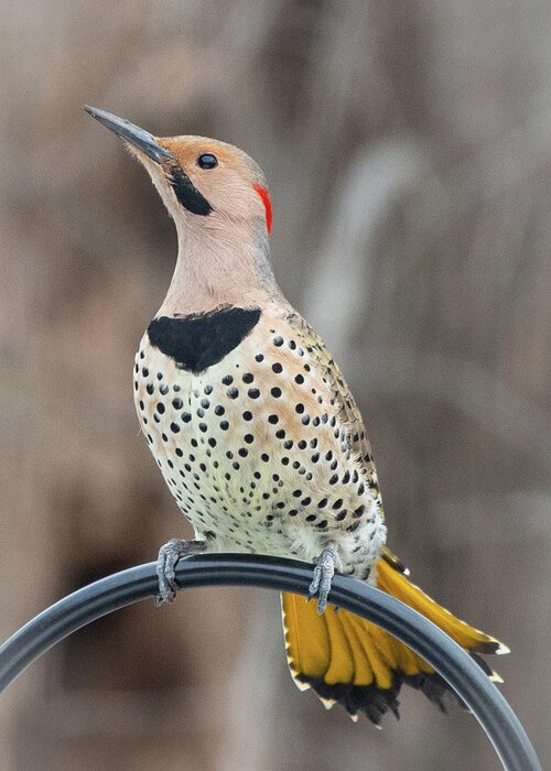 2019 Greeting Card featuring the photograph Northern Flicker 3 by Gerri Bigler