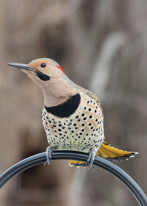 2019 Greeting Card featuring the photograph Northern Flicker 5 by Gerri Bigler