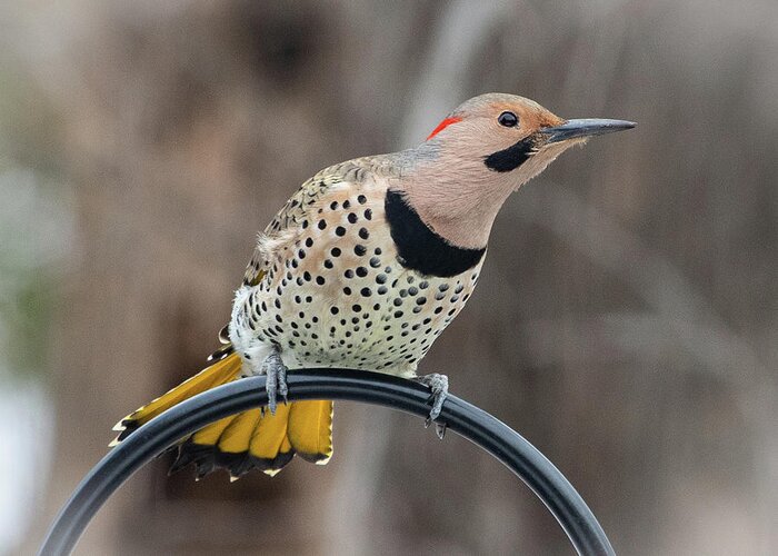 2019 Greeting Card featuring the photograph Northern Flicker 6 by Gerri Bigler