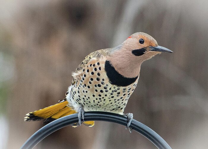2019 Greeting Card featuring the photograph Northern Flicker 7 by Gerri Bigler