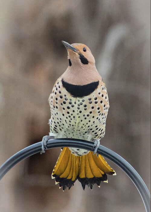 2019 Greeting Card featuring the photograph Northern Flicker 9 by Gerri Bigler