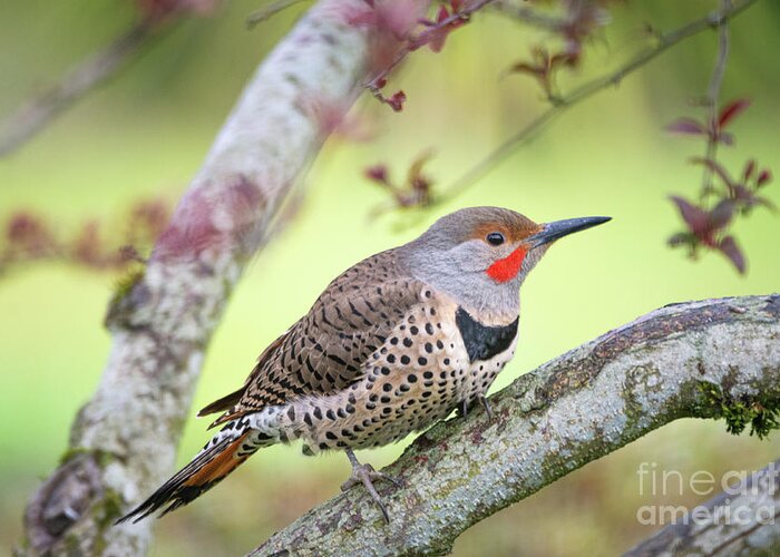 Woodpecker Greeting Card featuring the photograph Northern Flicker by Craig Leaper